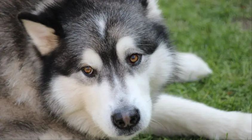 阿拉斯加犬的年龄和成长阶段：关注不同阶段的需求