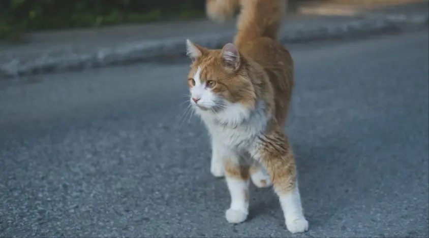 挪威森林猫的个性与需要