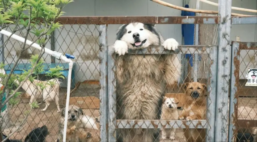 阿拉斯加犬的泪腺问题处理方法