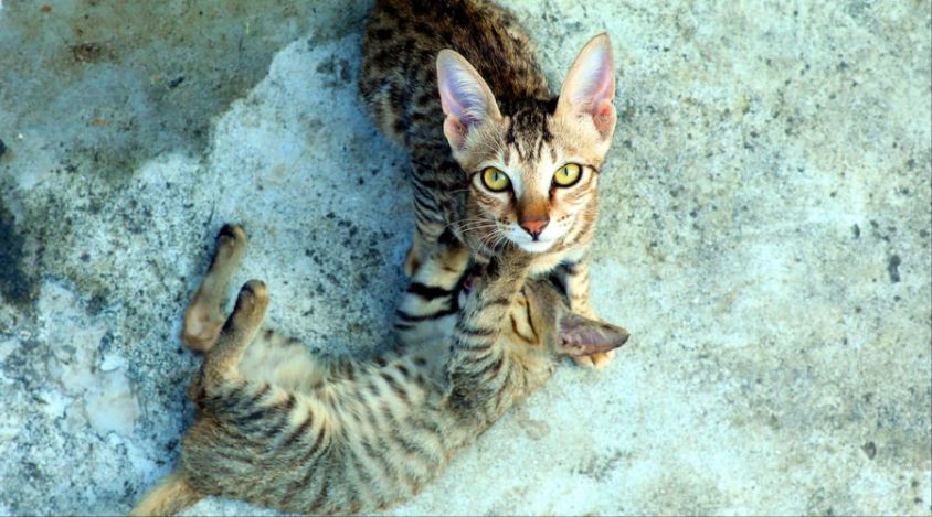 探索虎斑猫常见的消化系统问题及解决方案