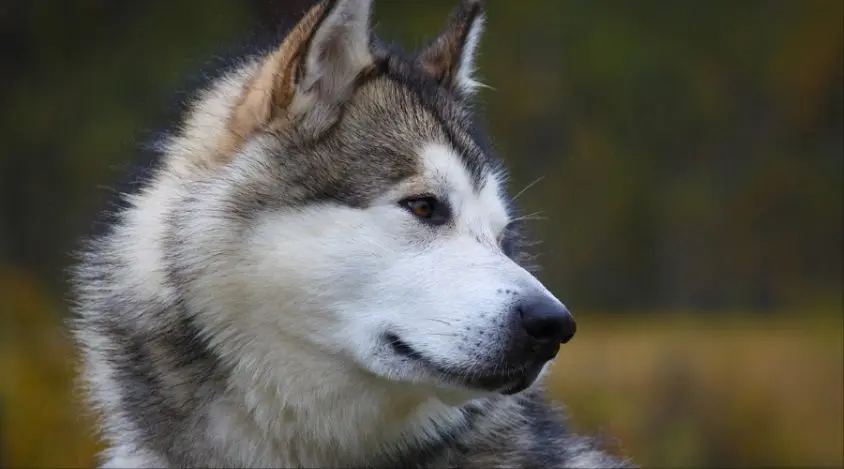 给阿拉斯加犬洗澡的注意事项你都踩到了吗？