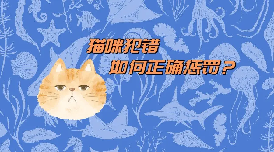 猫咪犯错怎么惩罚有效？看看这几招...