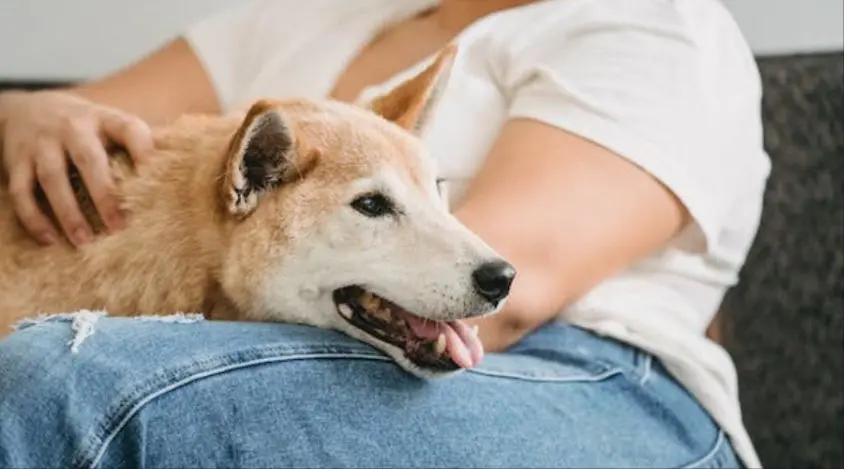 家养柴犬太倔了，怎么样才能更好的训练它？