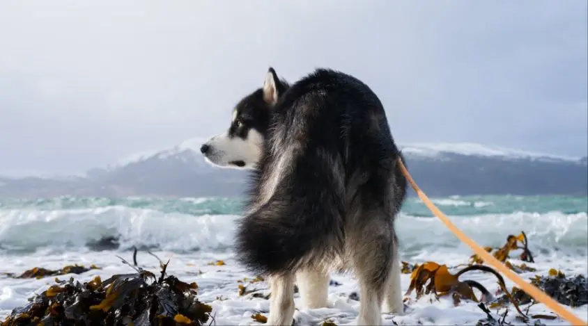 阿拉斯加犬在家中的安全考虑和预防措施