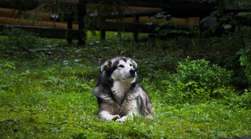 阿拉斯加犬的睡眠：提供舒适的休息环境