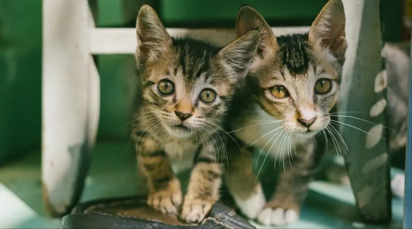 了解并预防虎斑猫的肾脏疾病