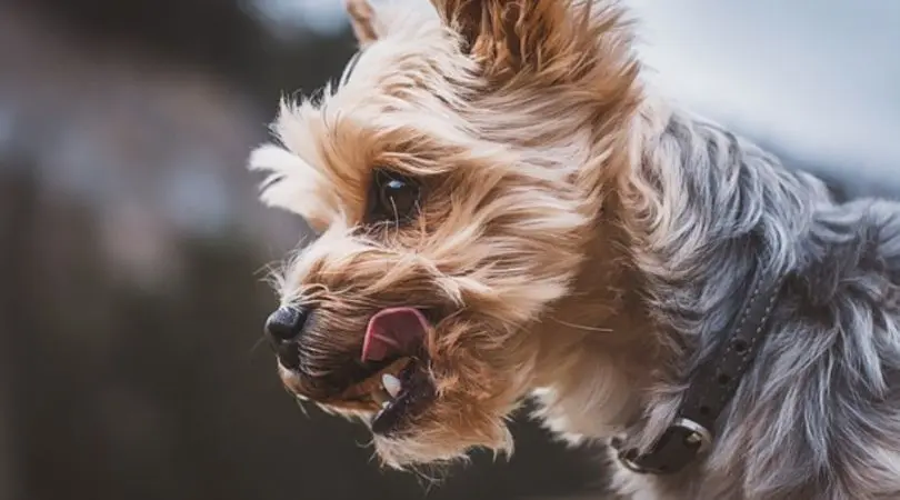 了解约克夏犬的性格与特点