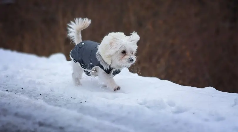 如何训练一只马尔济斯犬