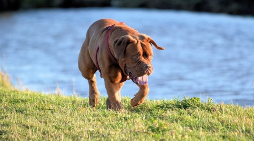 如何照顾波尔多犬：饮食、运动和训练