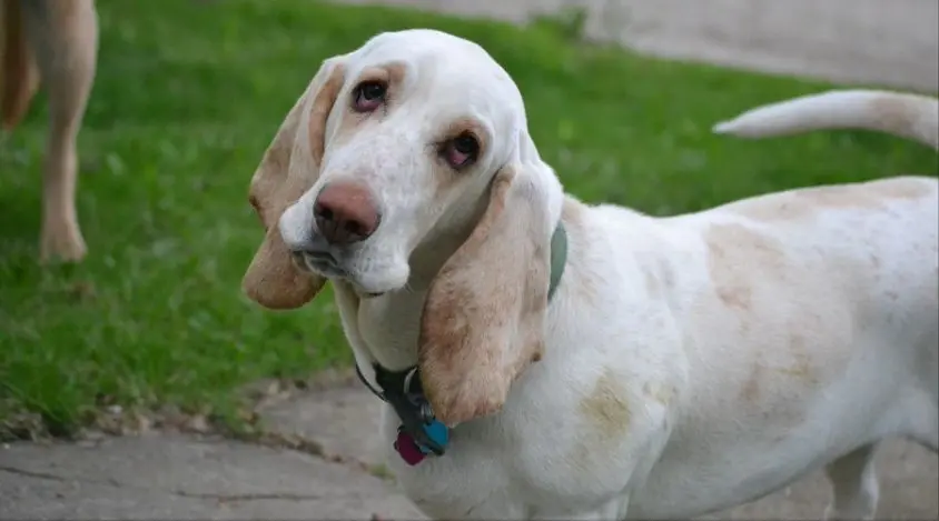 拉普猎犬的性格特征