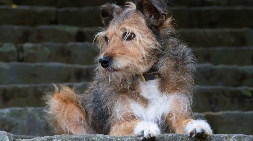 拉普猎犬的行为训练