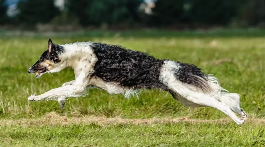 了解如何满足你拉普猎犬的饮食需求