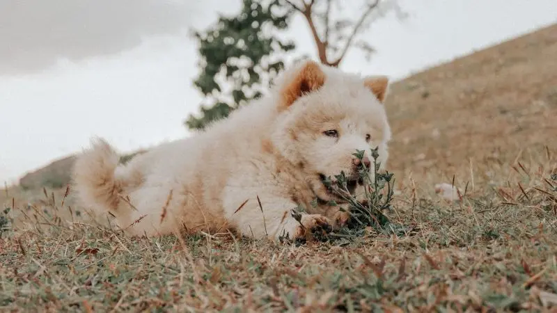 为你的松狮犬提供最佳的饮食