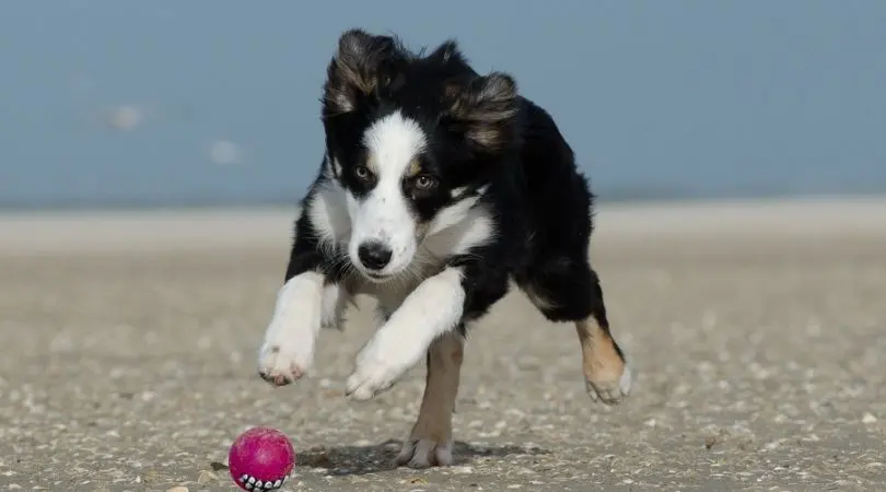 牧羊犬运动和智力需求