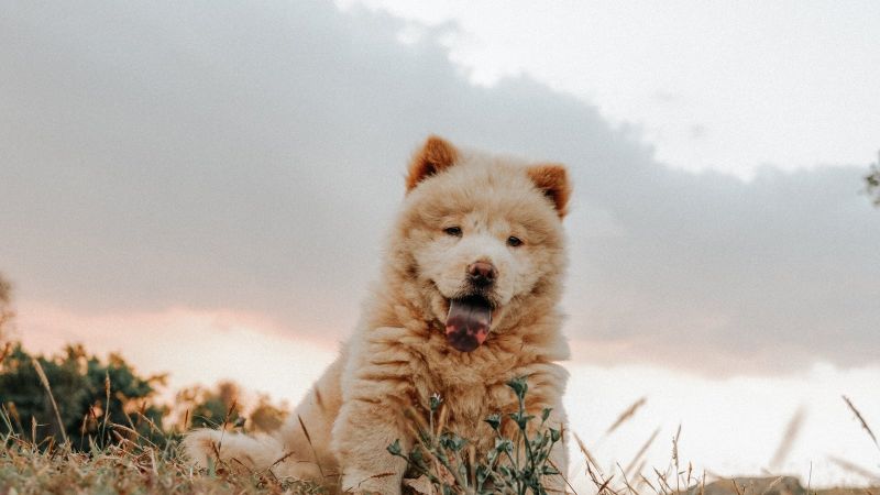 如何让你的松狮犬成为忠诚的伙伴