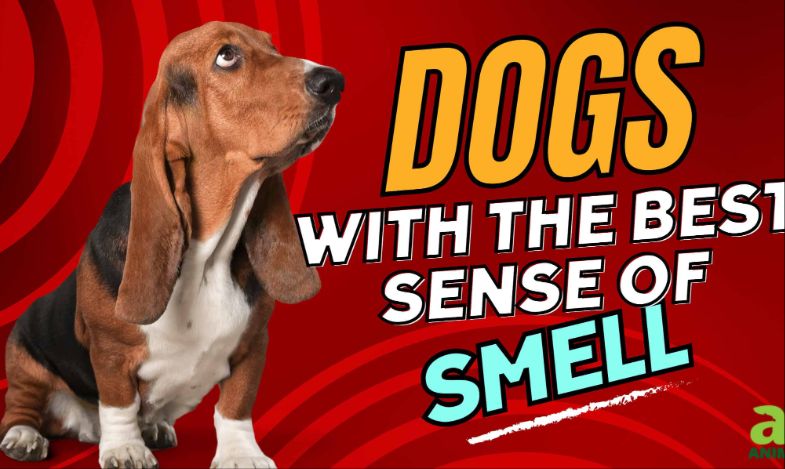 嗅觉最强、最好的 15 种犬种