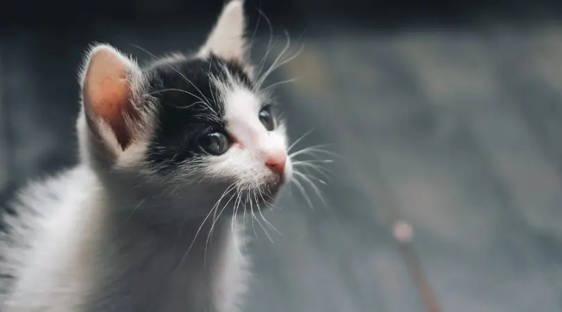 三花猫的独特之处