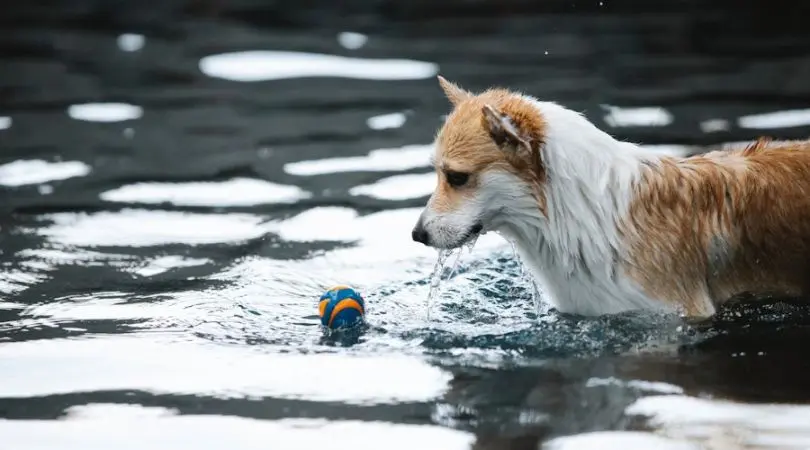 柯基犬的日常护理