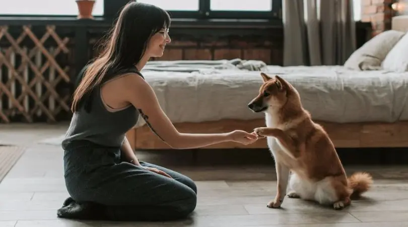 培养一只忠诚、活泼的柴犬