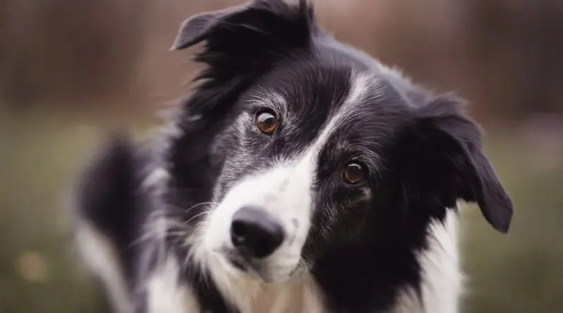 给你的边牧犬带来幸福的日常生活