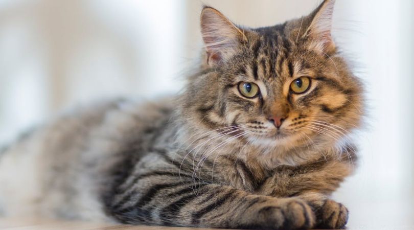 预防可能会从猫身上感染的10种疾病