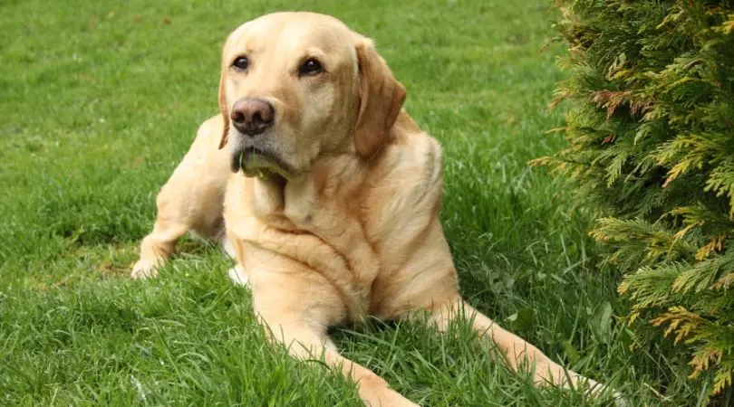 拉布拉多犬的训练大全