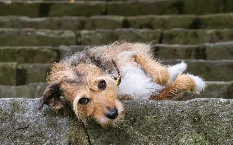 探索拉普猎犬的历史与传统