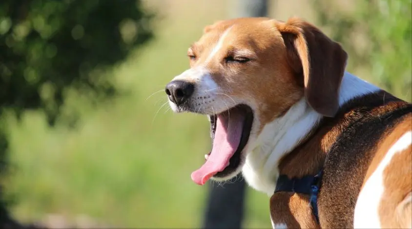 拉普猎犬的健康指南