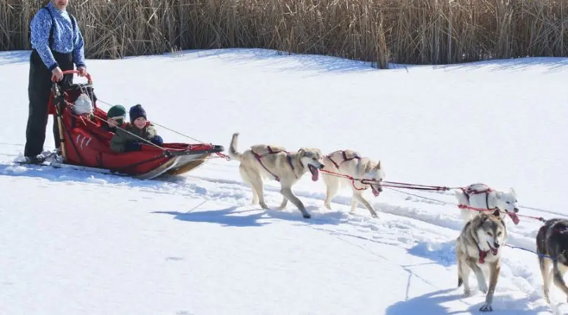 阿拉斯加犬如何保护它们的舒适度