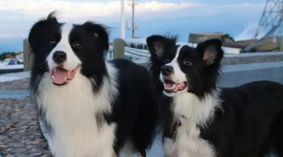 一文了解边境牧羊犬的优缺点