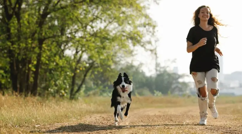 为牧羊犬的精彩训练和互动