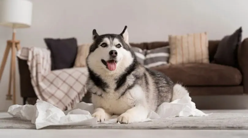 阿拉斯加犬的日常饮食要点