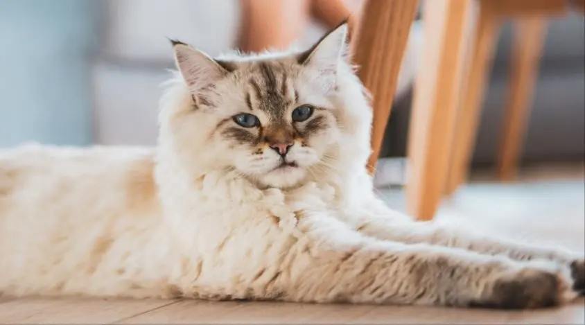 卷毛猫的健康问题保持良好健康