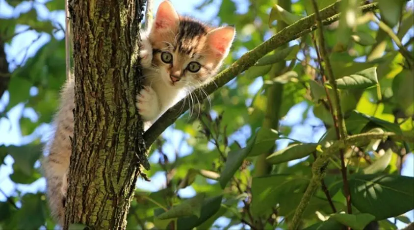 日常护理三花猫的秘诀