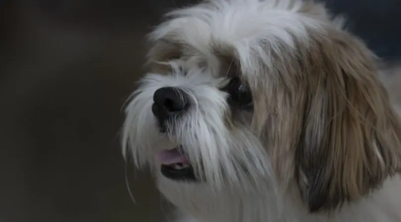 西施犬的饮食秘诀