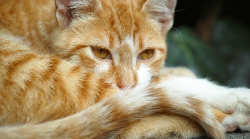 如何给家中橘猫提供最合适的营养