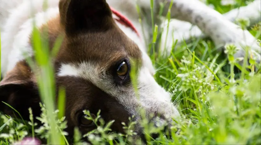 打造你拉普猎犬的时尚形象