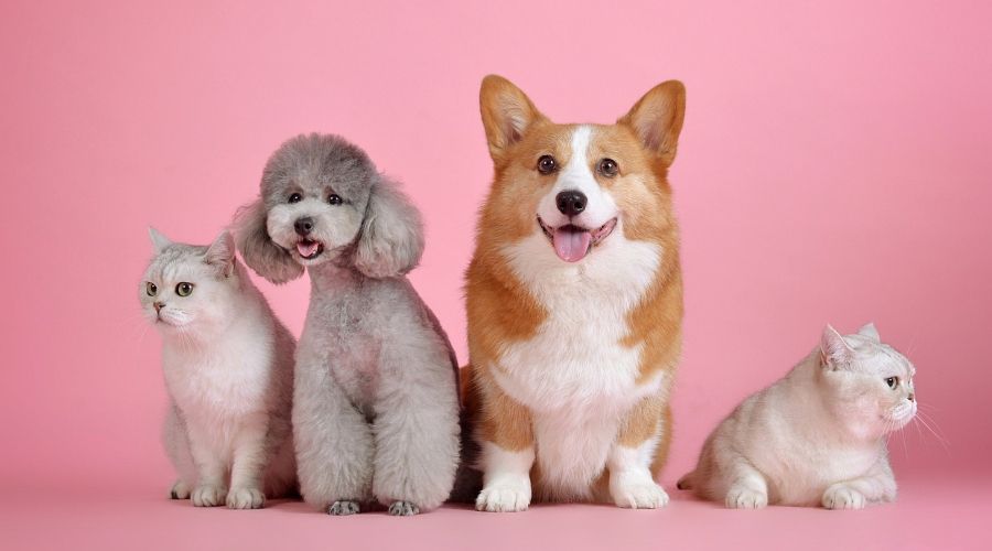 介绍几种拥有超级可爱毛发的狗狗品种！