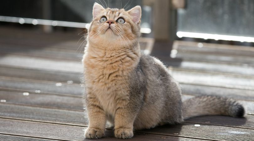 英短猫从喂养到日常护理的实用指南