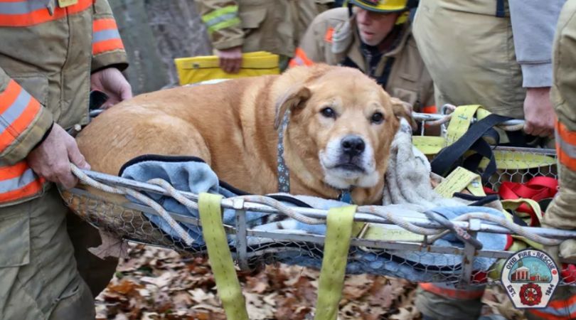 狗和主人在纽约的峡谷中坠落超过 175 英尺后获救