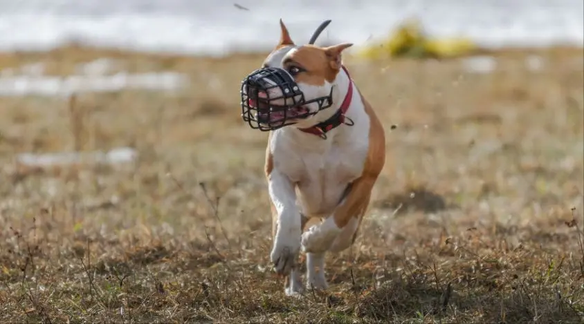 如何有效的训练斗牛犬