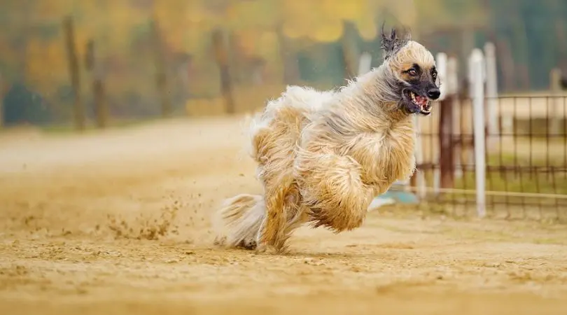 阿富汗猎犬的营养需求