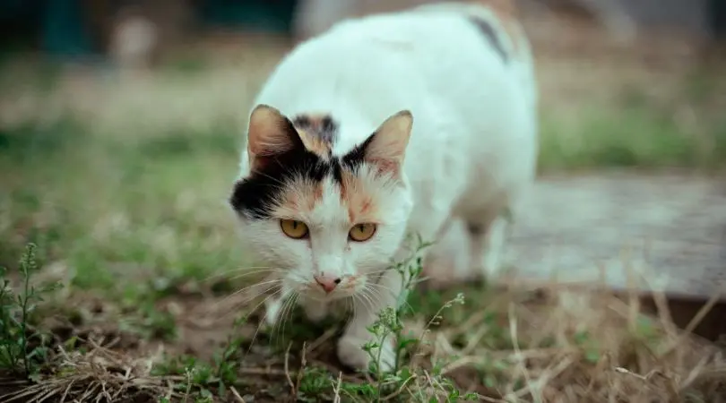 对于三花猫独特的观察