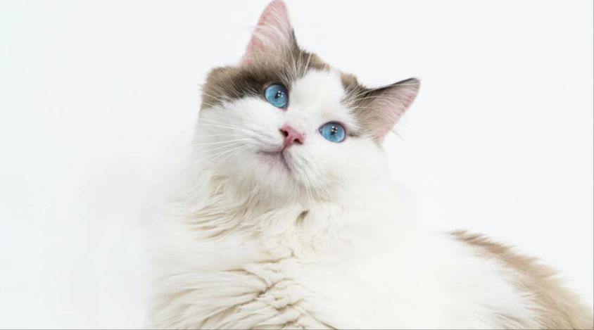 探秘布偶猫的温和性格和护理需求