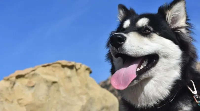 阿拉斯加犬的日常护理指南