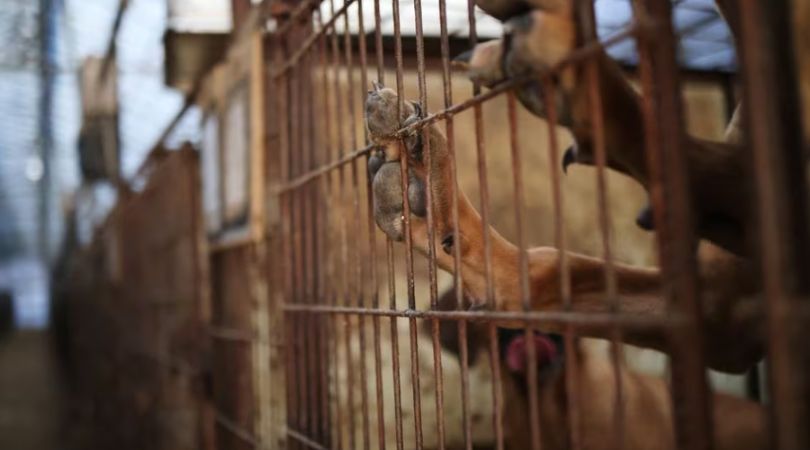 韩国养狗农民抗议狗肉禁令