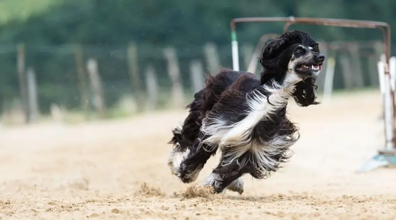 培养一只快乐的阿富汗猎犬