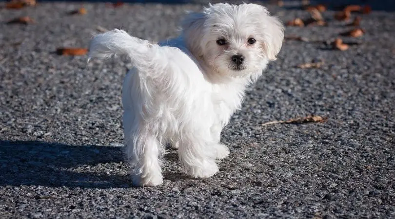 马尔济斯犬的理想室内生活