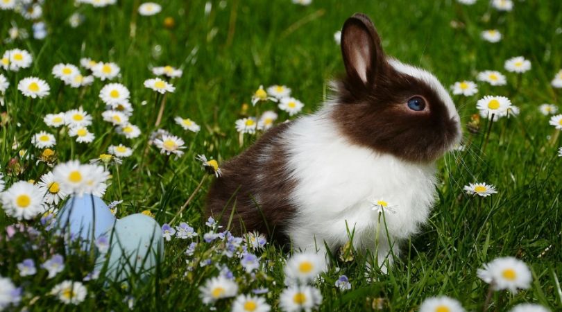 了解宠物兔子与草食类宠物的特点