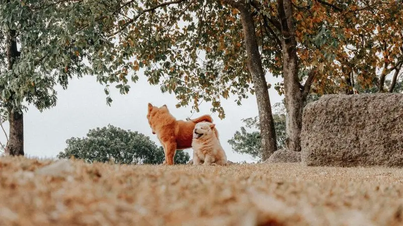 培养理想的松狮犬伙伴